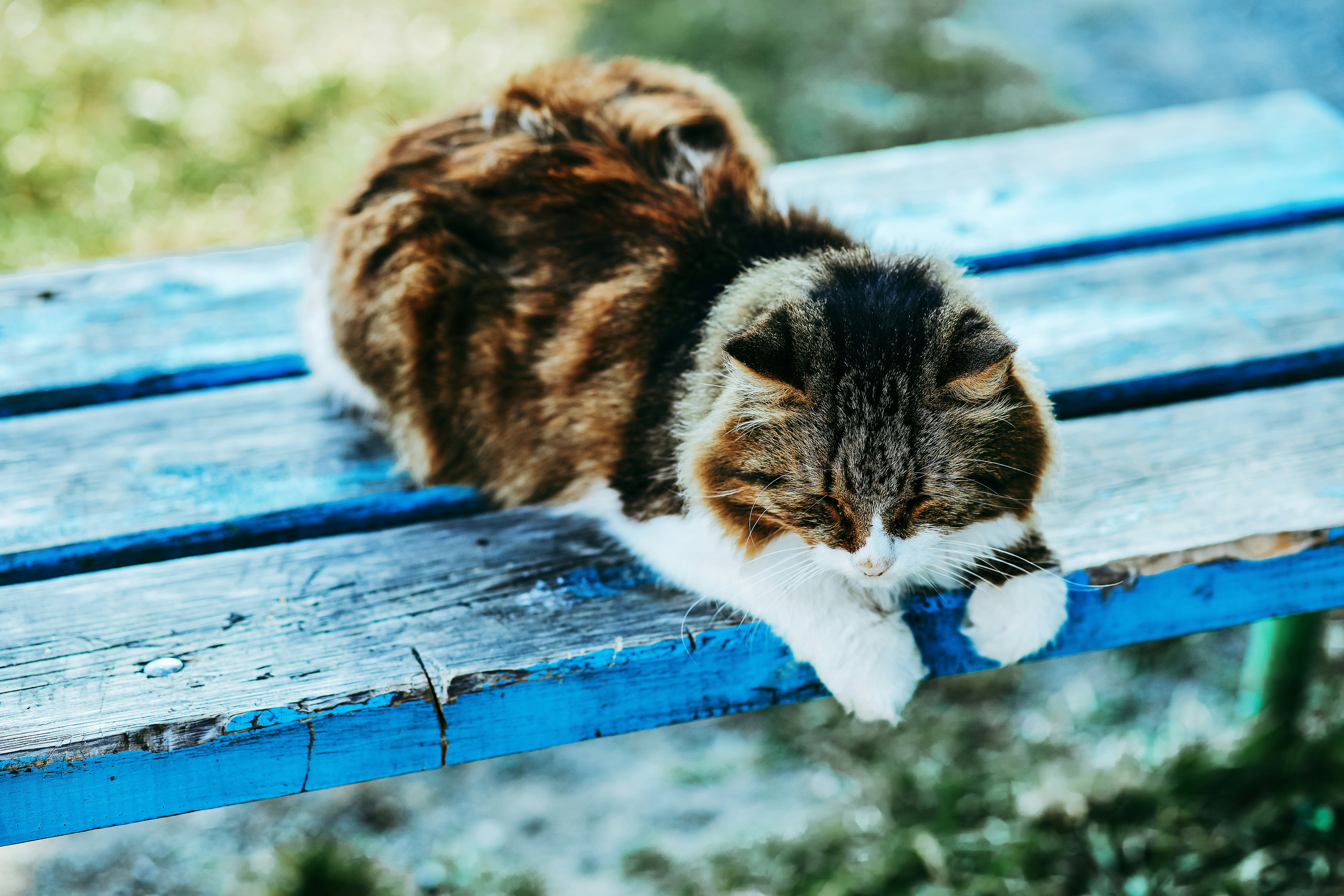 brown black and white cat on blue wooden bench